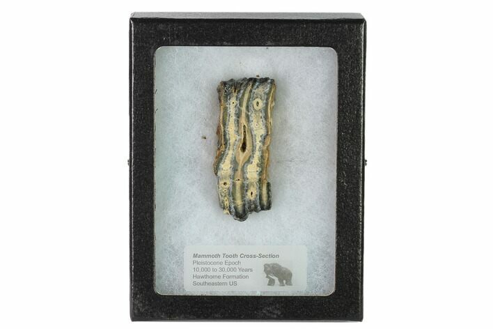 Mammoth Molar Slice With Case - South Carolina #135302